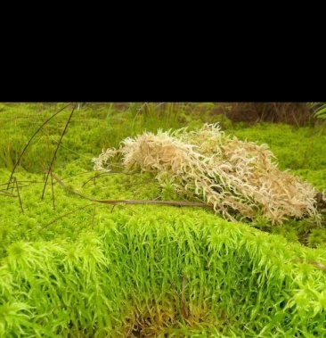 [水苔批发]大量有货 长期供应 以及收购 水苔 海花草价格32.