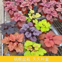 矾根耐寒植物观叶盆栽彩叶多年生阳台庭院花园四季变色多年生