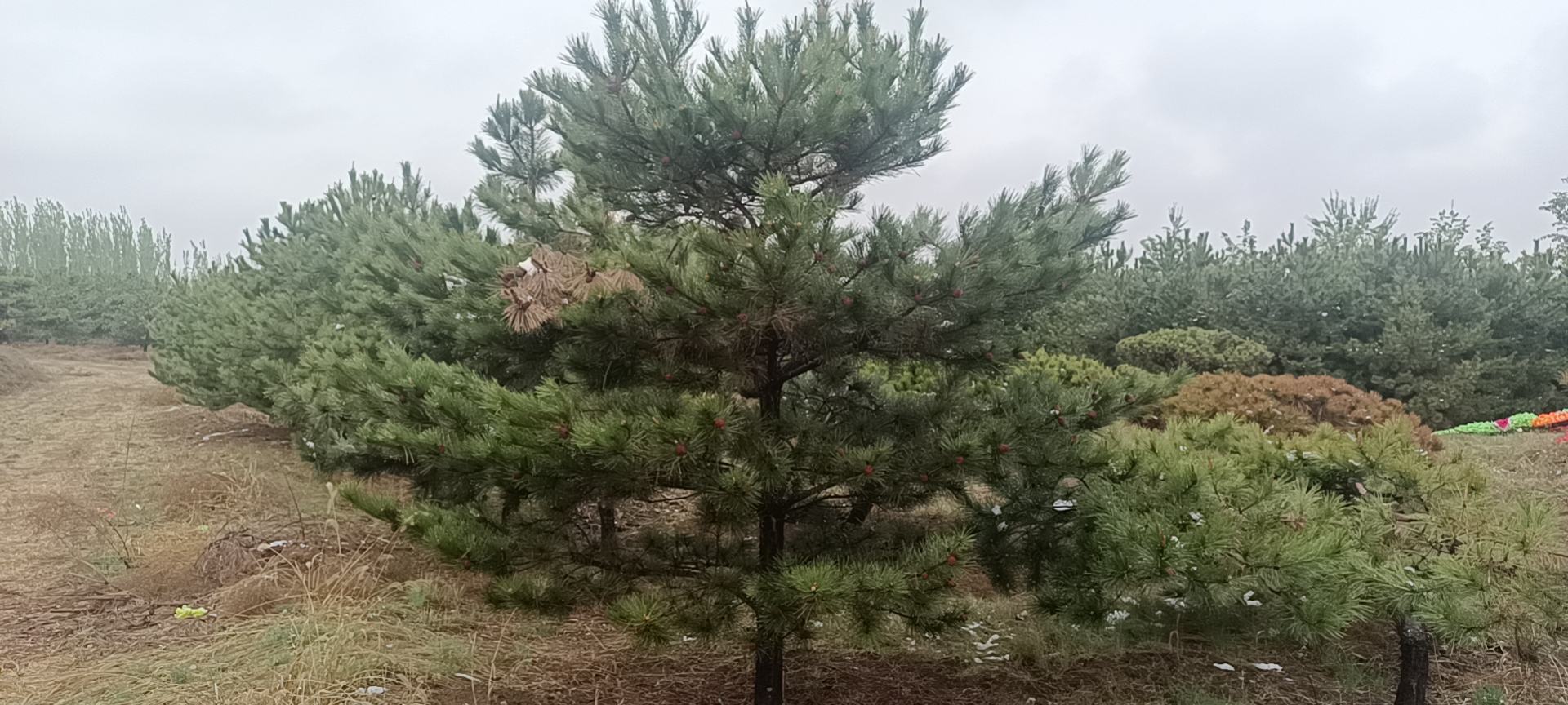 油松森林在阳光下进行光合作用