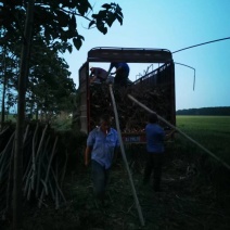 6公分泡桐树