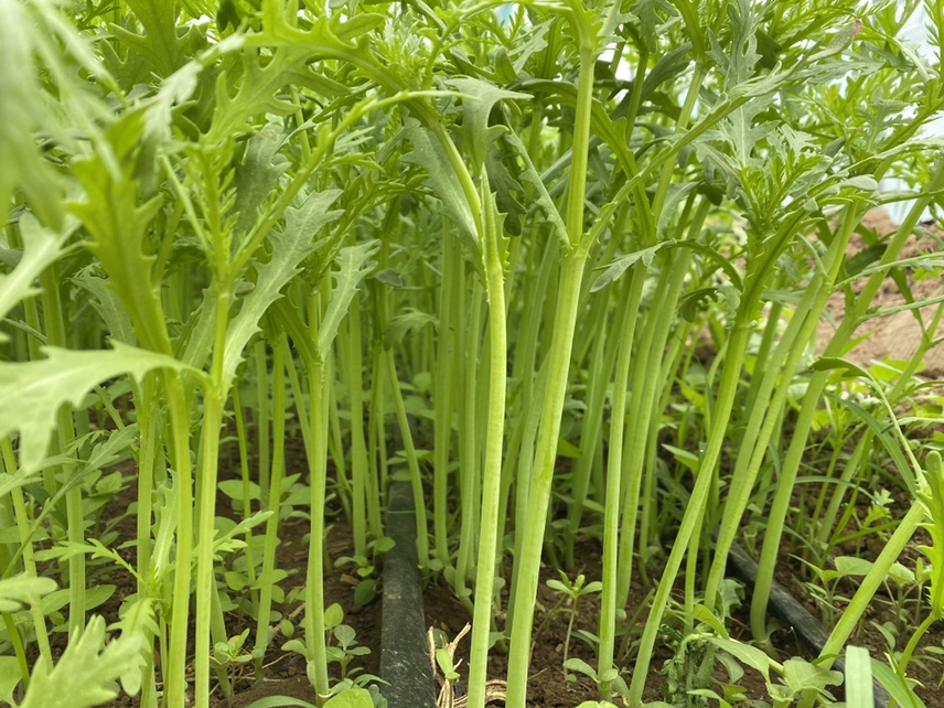 蒿子杆田间种植图