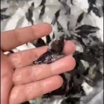 鳜鱼