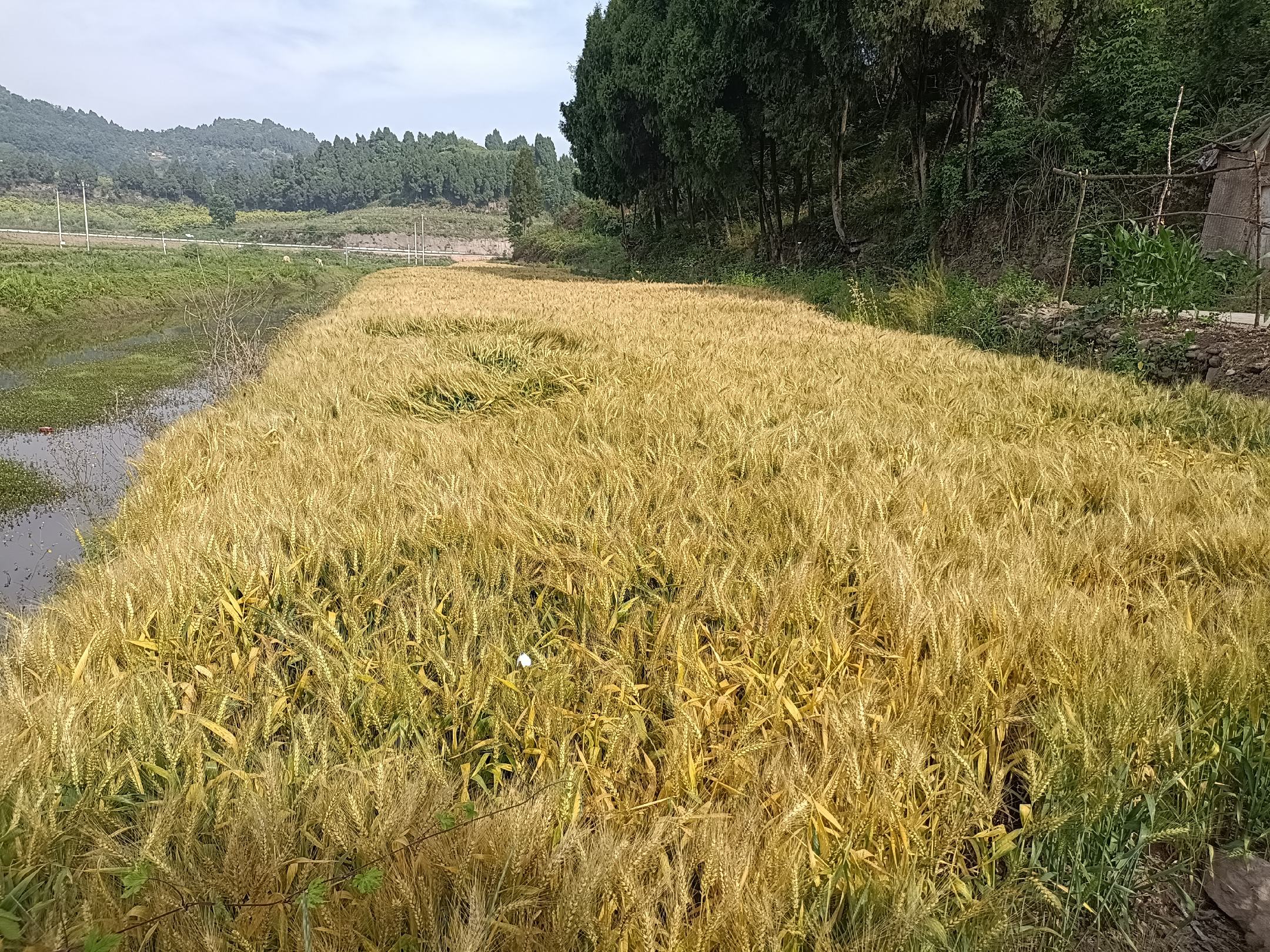 宿迁市连片种植的优质小麦田地,金黄色的麦浪随风起伏 小麦田地