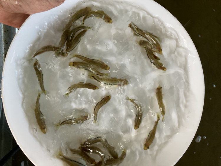 白扁豆清洗与浸泡过程