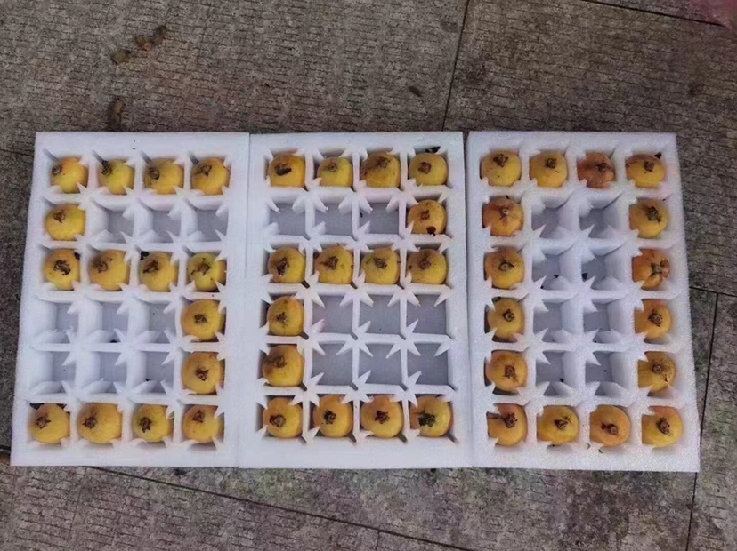 枇杷与冰糖泡制过程