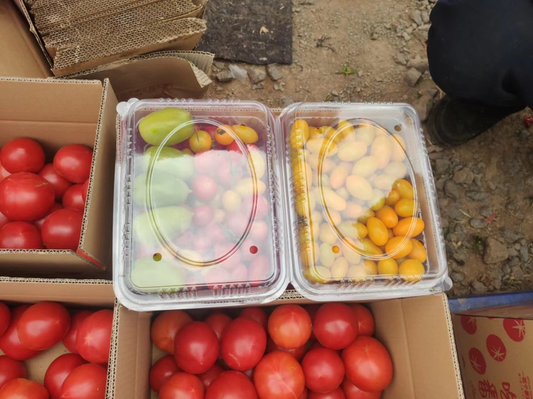 普罗旺斯番茄种子包装与检测文件