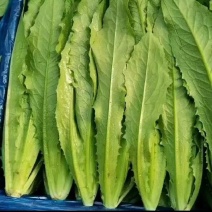 精品油麦菜万亩基地，保质保量，常年供应，一手货源