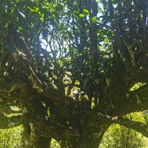正宗普洱墨江景星凤凰山生态古树茶