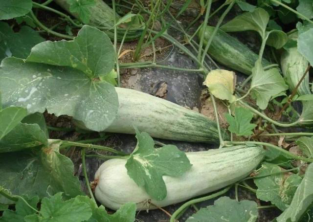 羊角蜜甜瓜成熟果实