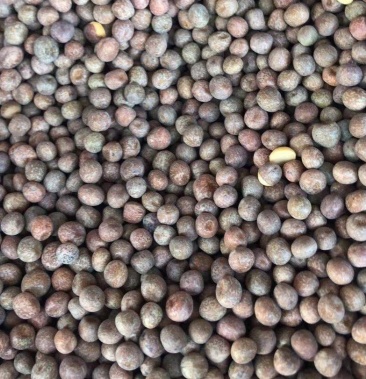 枫豆麻豌豆1号麻豌豆鸽粮芽苗菜炒货进口