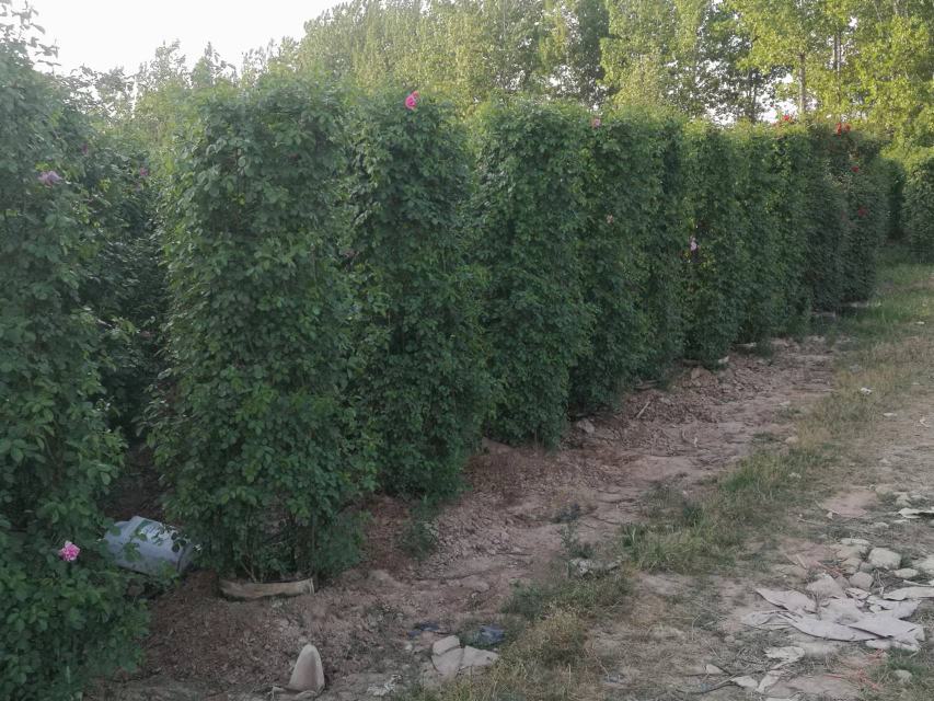 骇客月季整体植株形态