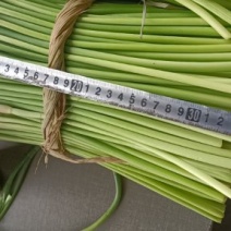 邳州精品红帽蒜苔已大量出库中欢迎新老客户咨询下单价格低