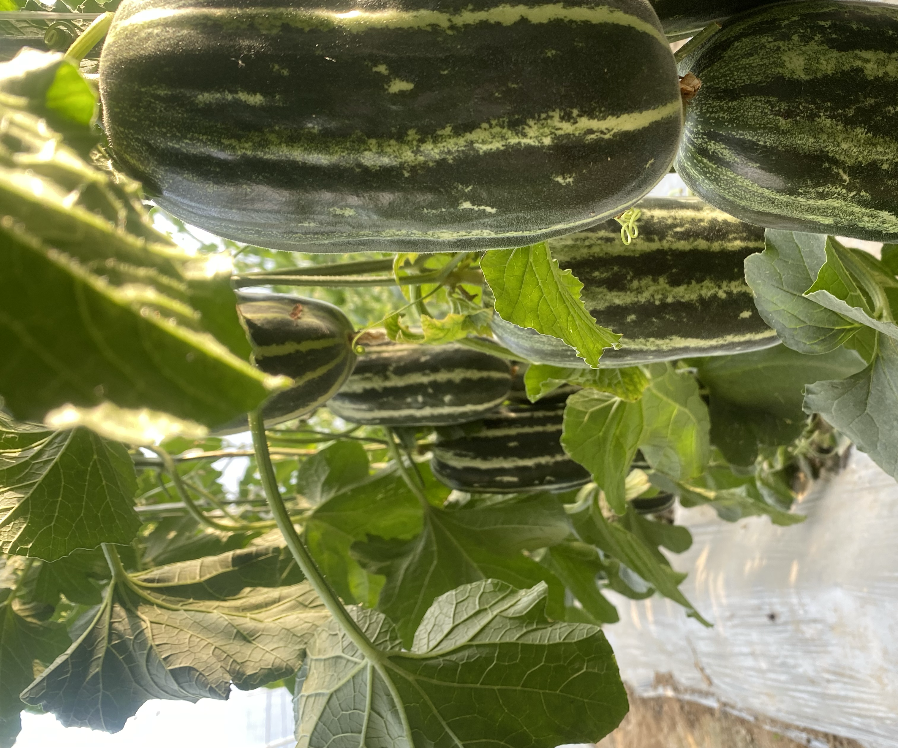 纪实摄影:宁夏中卫沙坡头区日光温室,农艺师戴手套轻托瓜体检查离层,背景可见标准化吊蔓栽培系统,果实表面覆盖天然蜡质层,网纹凸起高度达1.2–1.5mm 农户在宁夏中卫基地手工采摘成熟绿宝石甜瓜,果面覆薄蜡粉,网纹饱满立体