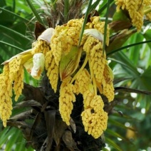 棕包