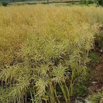 油菜籽产地直销大量供货欢迎各位朋友前来咨询选购
