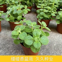 碰碰香盆栽一碰就香带香味植物室内除异味净化空气