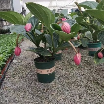 优质美丁花宝莲灯壮丽三角杆宝莲花基地直发