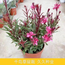 千鸟花盆栽山桃草花卉室外庭院阳台花镜植物花卉多年生