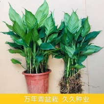 万年青植物室内客厅大型植物吸甲醛净化空气绿植盆景盆栽四季