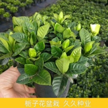栀子花盆栽花卉植物室内带花苞枝枝花绿植浓香阳台大棵