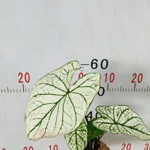 苔玉苔藓球苔藓花器创意石斛种植盆微景观园艺盆栽趣味家