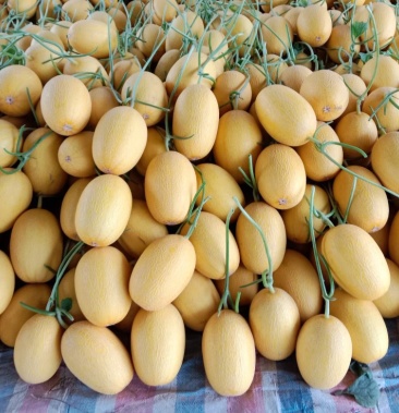 [凤金6号批发]黄金六号价格1.80元/斤 - 一亩田