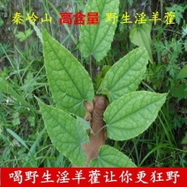 甘肃柔毛淫羊藿苗子绒毛淫羊藿甘肃淫羊藿小叶淫羊藿