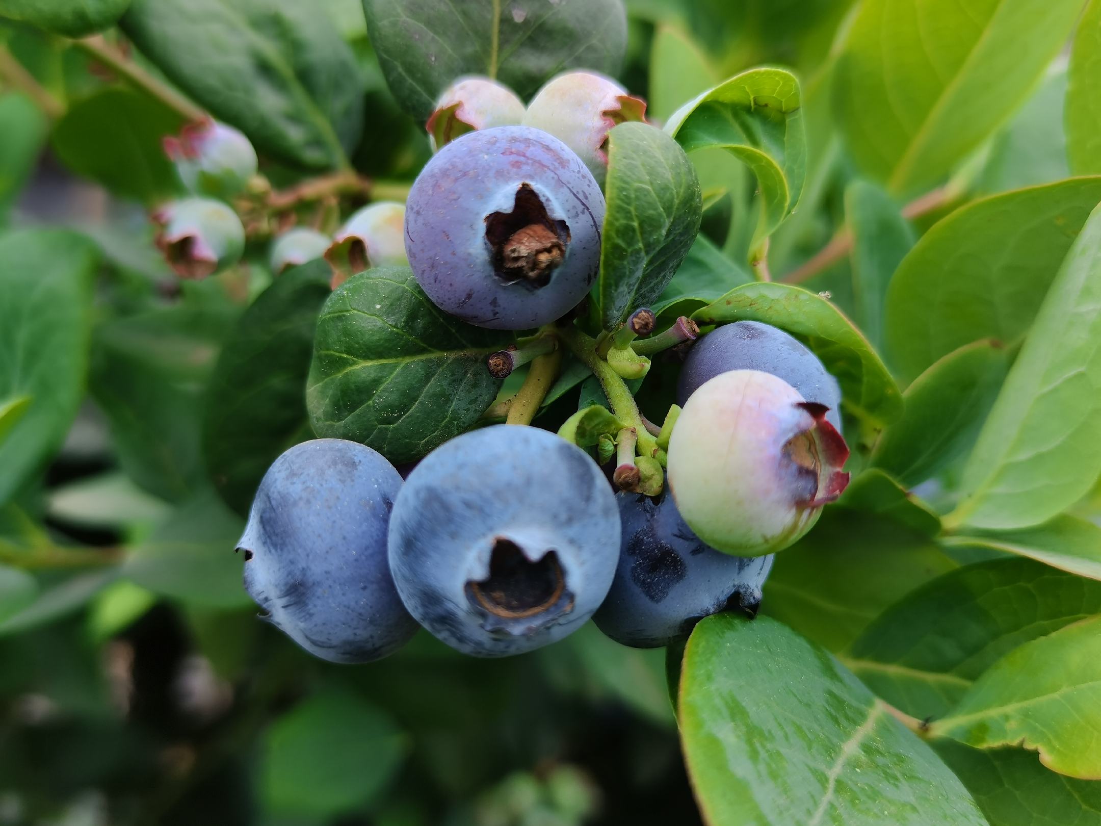 羽衣甘蓝制作的绿色蔬果汁