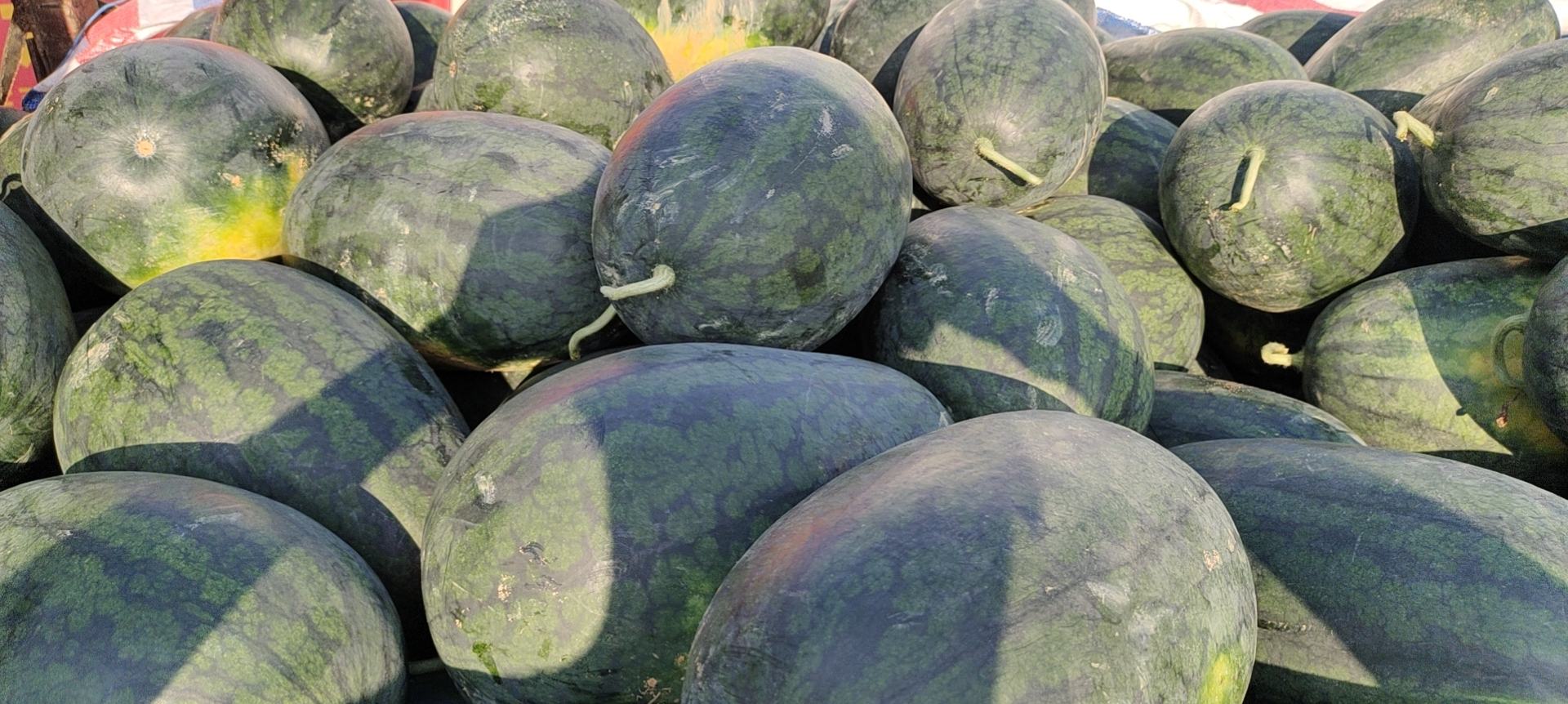 挑选成熟的黑美人西瓜