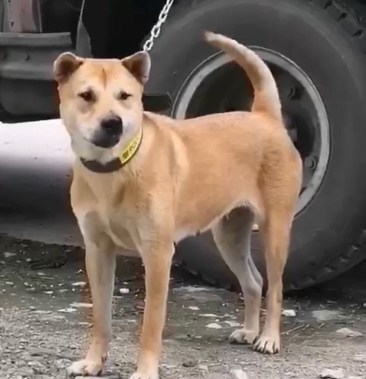 土狗成年狗白条批发