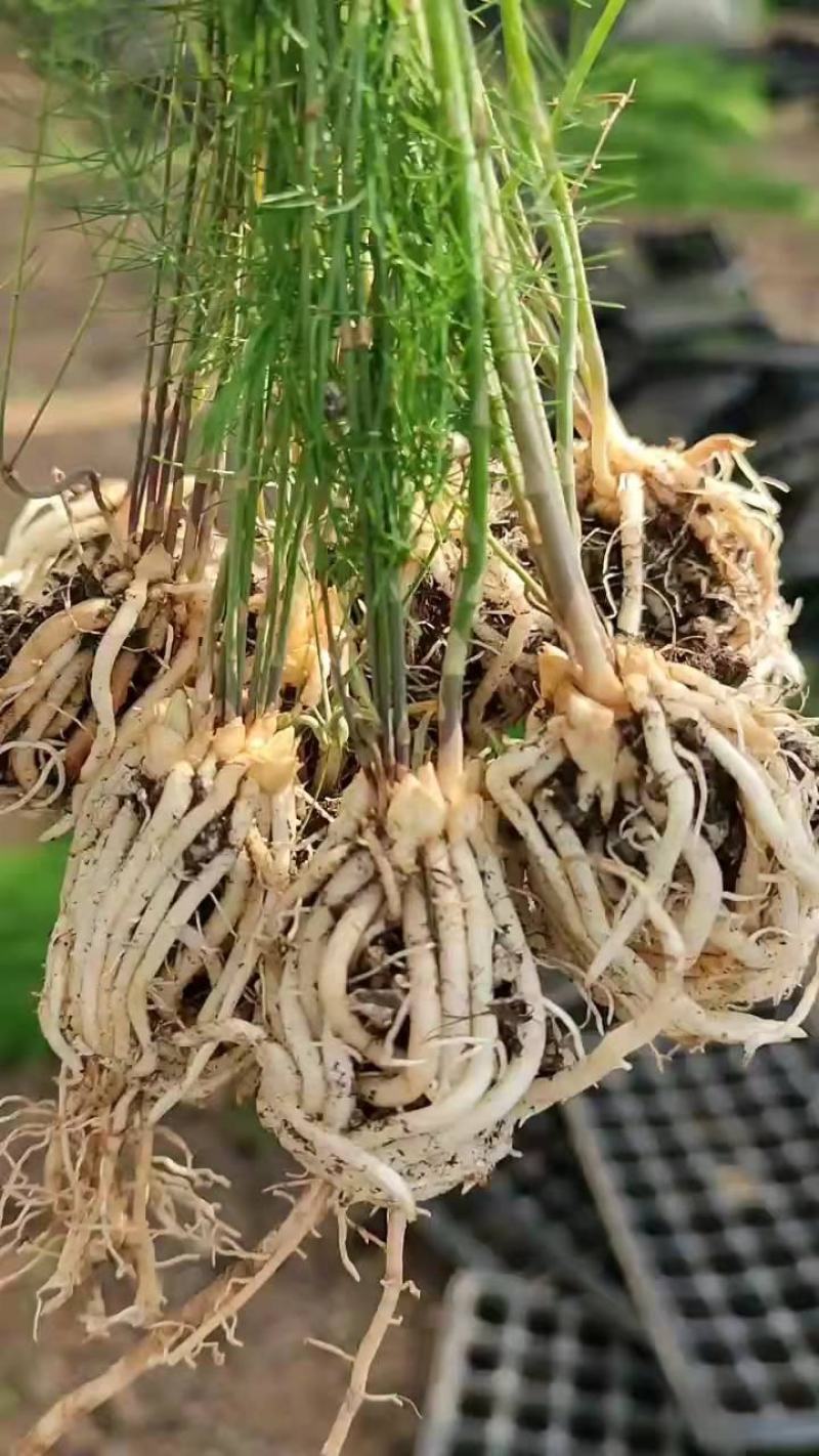高产量芦笋苗现货易成活顺丰老师一对一指导种植