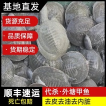 网红麻辣甲鱼批发，卤甲鱼0.3一1斤规格，全国发货