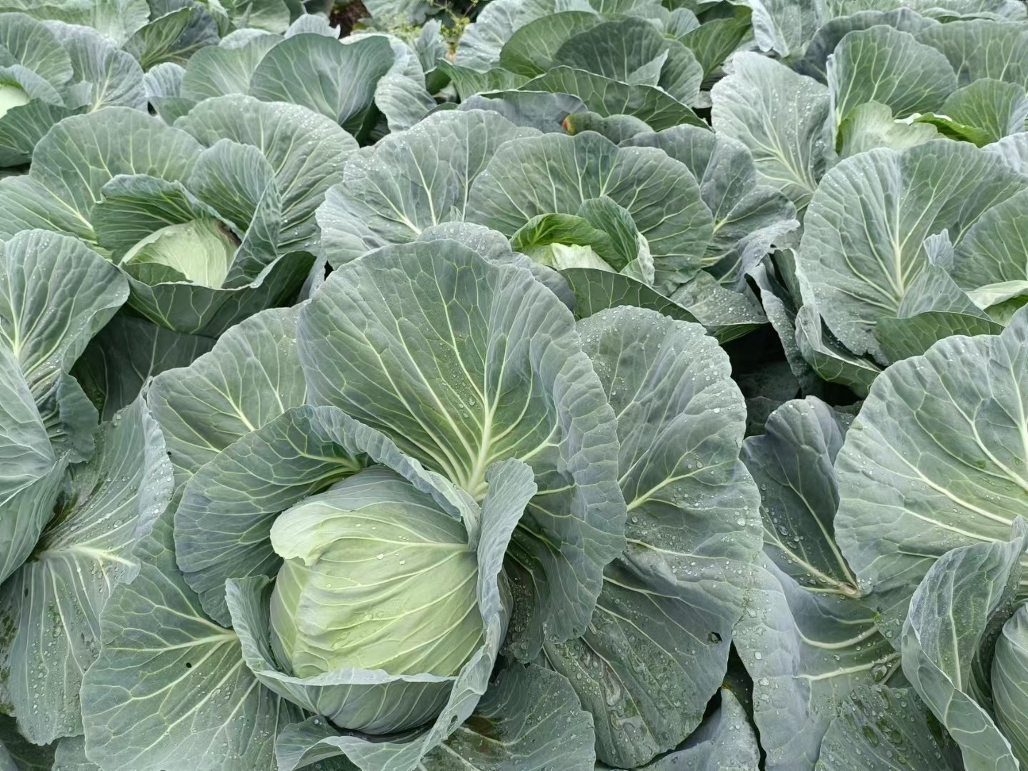 一簇新鲜采摘的小包包菜整齐摆放在木制托盘上,每颗直径约4-6厘米,呈深绿色圆形,叶片紧密包裹,表面带有轻微露珠,背景为阳光照射下的有机菜田 小包包菜特写
