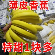 云南香蕉一件代发5斤10斤支持个大平台新鲜现摘