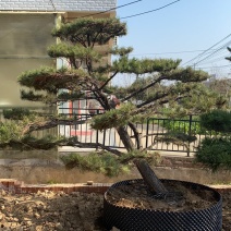 造型松