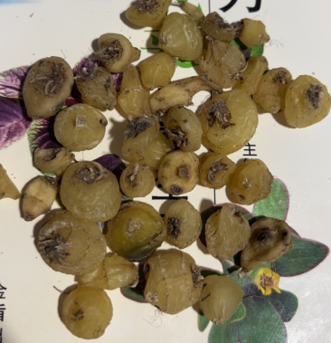 [毛慈菇批发]东北毛慈菇 毛慈菇 山芋头 冰球子价格1300.