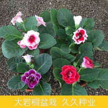 大岩桐带花苞芙蓉花重瓣大岩桐新品种四季花卉好养室内