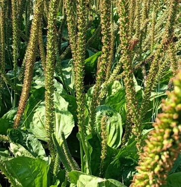 [车前草批发]车前子,车前草价格12.00元/斤 - 一亩田