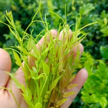 霉茶