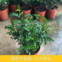 清香木盆栽驱蚊驱虫室内绿植花卉胡椒木办公室净化空气吸甲醛