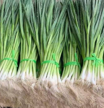 兰州白皮蒜苗大量上市