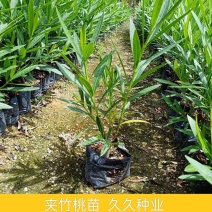 夹竹桃盆栽柳叶桃半年庭院驱虫花卉植物绿植盆栽围栏篱笆工程