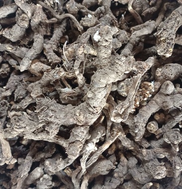 [北苍术批发]内蒙古朱砂点苍术产地直发 量大优惠足斤足量欢迎下单!