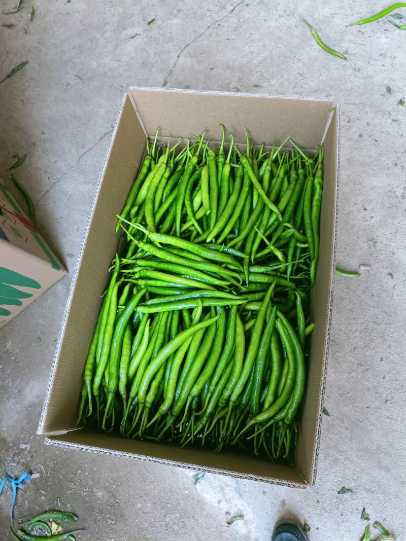 线椒大量供应价格便宜精品箱装一级货一手货源