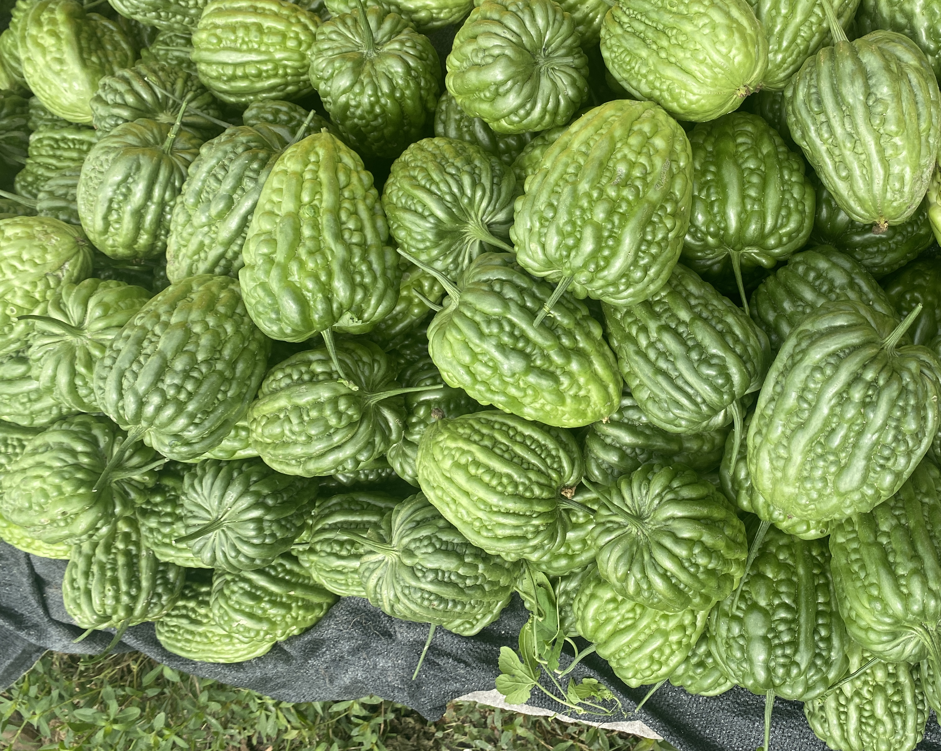 三根并列摆放的苦瓜,分别代表三个成熟阶段:左侧为深绿色幼嫩苦瓜,表面瘤状突起明显;中间为浅绿带微黄的成熟中期苦瓜,质地饱满;右侧为黄色至橙红色的老熟苦瓜,表皮略皱,部分开裂露出红色种子 苦瓜不同成熟阶段对比图