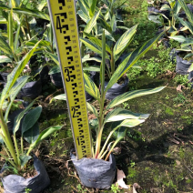 花叶姜各种规格基地大量现货供应，欢迎各位客户咨询