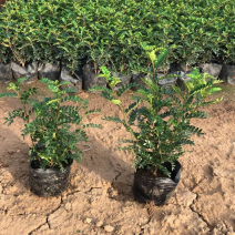 胡椒木清香木各种规格基地大量现货供应，欢迎各位客户咨询