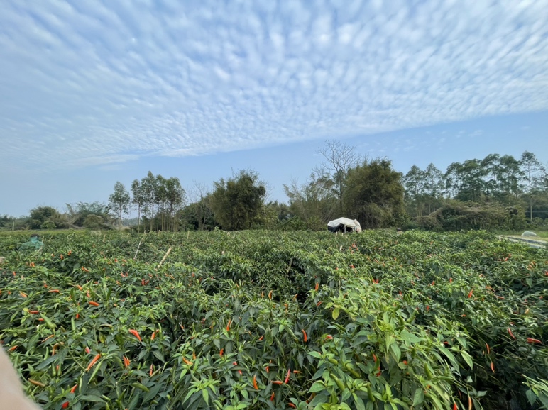 红椒米种植基地全景,展示成片种植的红椒米田地,呈现丰收景象 红椒米种植基地航拍图