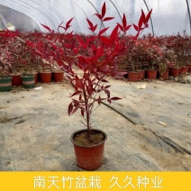 南天竹盆栽绿化苗木庭院植物绿化南天竹树苗盆景大树绿天竹