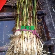 水生植物